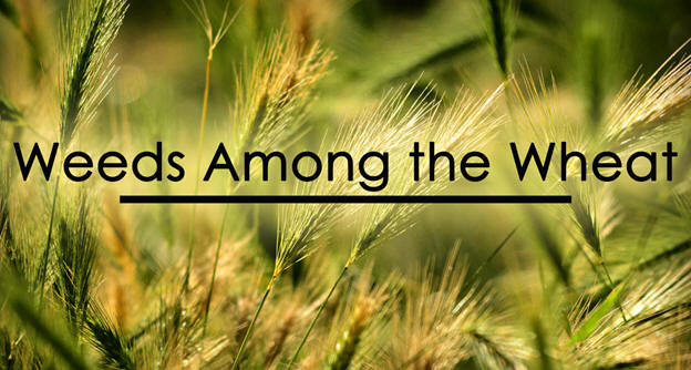 Weeds Among the Wheat