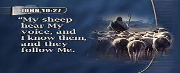 My Sheep Hear My Voice